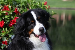 Bernese Mountain Dog