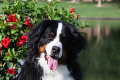 Bernese Mountain Dog