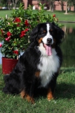 Bernese Mountain Dog