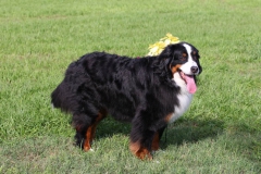 Bernese Mountain Dog