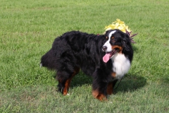 Bernese Mountain Dog