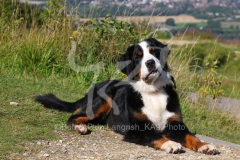 Bernese Mountain Dog