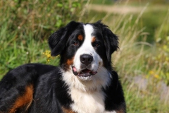 Bernese Mountain Dog