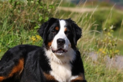 Bernese Mountain Dog