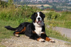 Bernese Mountain Dog