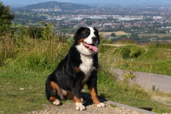 Bernese Mountain Dog