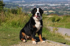 Bernese Mountain Dog