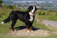 Bernese Mountain Dog