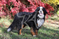 Bernese Mountain Dog