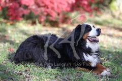 Bernese Mountain Dog