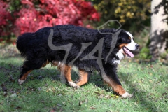 Bernese Mountain Dog