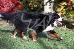 Bernese Mountain Dog