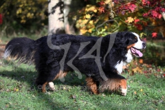 Bernese Mountain Dog