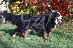 Bernese Mountain Dog