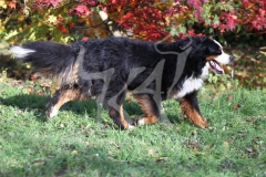 Bernese Mountain Dog