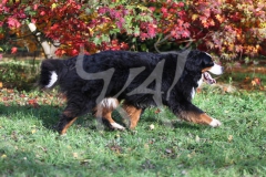 Bernese Mountain Dog