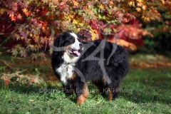 Bernese Mountain Dog