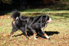 Bernese Mountain Dog