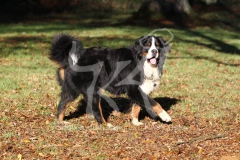 Bernese Mountain Dog