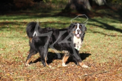 Bernese Mountain Dog