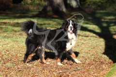 Bernese Mountain Dog