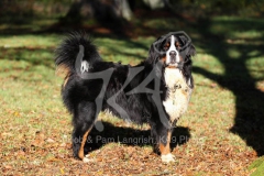 Bernese Mountain Dog