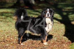 Bernese Mountain Dog