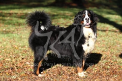 Bernese Mountain Dog