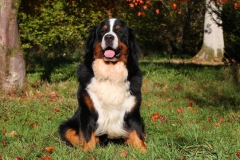 Bernese Mountain Dog