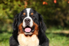 Bernese Mountain Dog