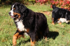 Bernese Mountain Dog