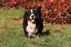 Bernese Mountain Dog