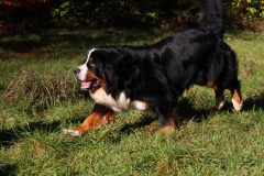 Bernese Mountain Dog