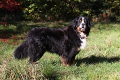 Bernese Mountain Dog