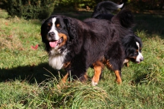 Bernese Mountain Dog