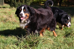 Bernese Mountain Dog