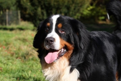 Bernese Mountain Dog