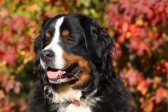 Bernese Mountain Dog