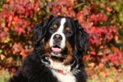 Bernese Mountain Dog