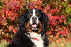 Bernese Mountain Dog