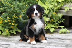 Bernese Mountain Dog