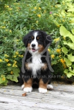 Bernese Mountain Dog