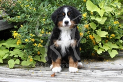 Bernese Mountain Dog