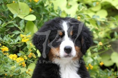 Bernese Mountain Dog