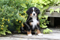 Bernese Mountain Dog