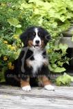 Bernese Mountain Dog