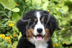 Bernese Mountain Dog