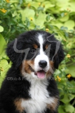 Bernese Mountain Dog