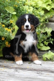 Bernese Mountain Dog