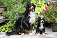 Bernese Mountain Dog